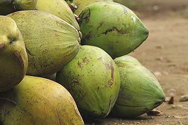 close up image of fresh green coconuts on the ground