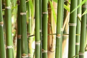 close up shot of green bamboo forrest